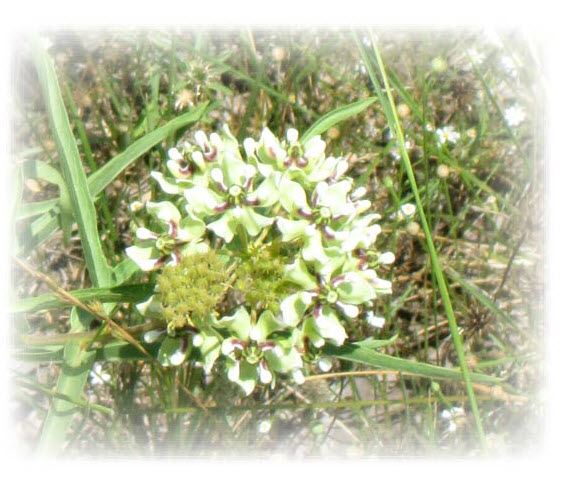 Milkweed
